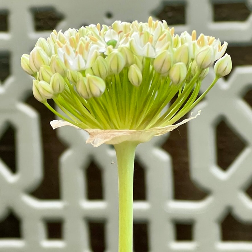 White agapanthus flower detail