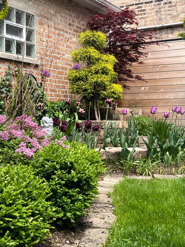 Garden path with tulips and Japanese maple
