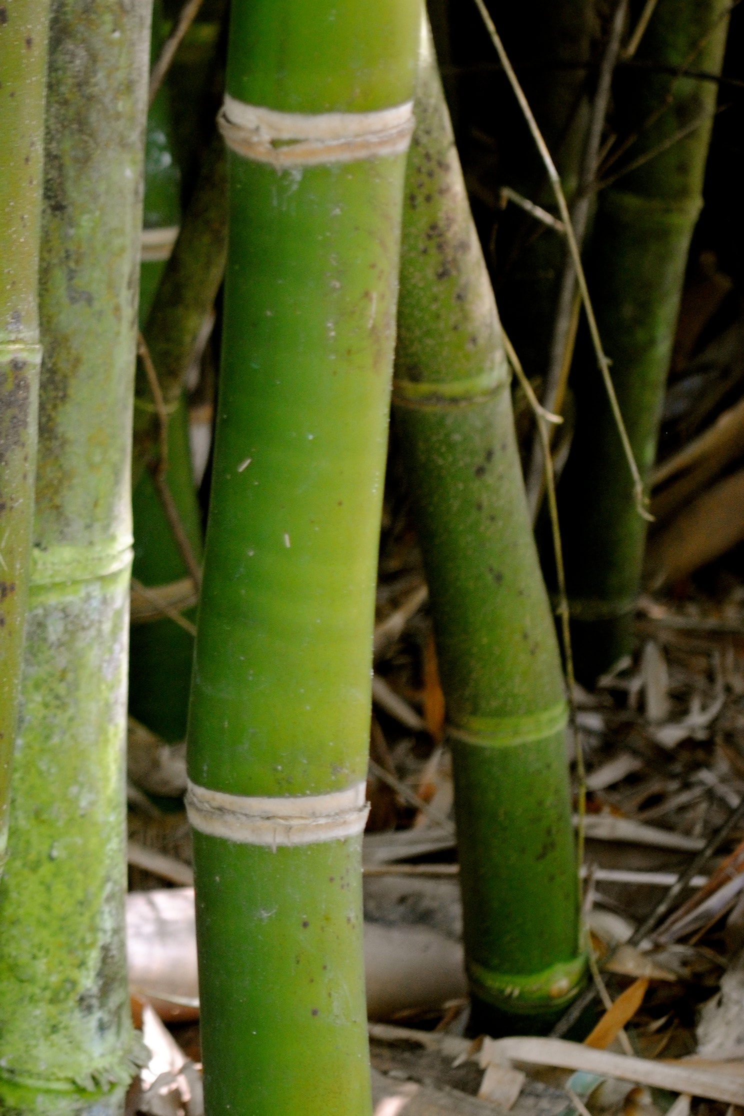 Bamboo stalks